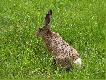 s�uchy stoj� na baczno��