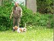 Basset Hound
