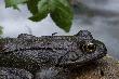Jazda na gap�...
