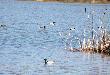 Moja c�reczka by�a bardzo zadowolona z wycieczki do lasu! Na pocz�tku kaczuchy, potem zaj�c, p�niej sarny, ba�ant i kozio�ek a na dodatek wszystko oko�o 5m. od nas!!!