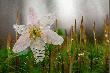 Zawilec, wprawdzie nie chroniony ale z runa le�nego, kt�re jest chronione...