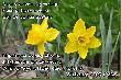 Wielkanoc 2009 - �yczenia