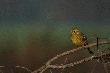 Ma�e, ��te, weso�e s�oneczko ;)