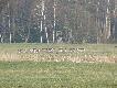 Cz�sty widok w moim �owisku.