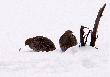 Pierwsze efekty polowania na lisy... Prawda �e cieszy oko