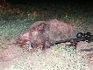 A na skupie 56kg =;) A umeczylem sie przy nim jak by wazyl z 90kg jednak pobyt w szpitalu nie wyszedl mi na dobre.... 