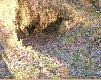 Tzw: "Wilcze do�y"