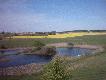 Rzepak