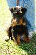 Jagu� Pers przed prezentacj� na wystawie ps�w w Dobrym Mie�cie!