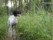 pointer pies ch�odzony woda