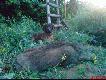  3  dziczek  wyci�gni�ty z rzepaku.   Zdj�cie z kom�rki -sory za jako�c ,ale wszystkiego nie da si� zabra� ze sob� . 