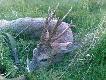 Wielotykowcem wczoraj �w Hubert darzy�.