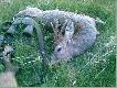  �w Hubert by� �askawy - Pierwszy rogacz w tym  sezonie.
