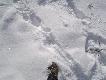 kolejne tropy wilk�w