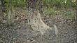 To drzewo jest wycierane od lat!!!!!! Kory na dole ju� nie ma!