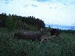 ...a ten kozio�ek tego samego dnia pozyskany w czasie drogi na ambone. Wiek 7 lat, kozio� by� kulawy i mia� zniekszta�con� czaszk� w okolicy prawego oczodo�u, ale mo�d�e� nie naruszony. 