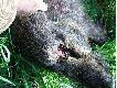 Dzi� o godz 19:00 pozyska�em dzika z tak� ran� postrza�ow�. Dzik by� w z�ej kondycji, w skupie wa�y� 19kg.