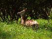 Temperatura dala si� jej we znaki. Le�a�a sobie sama w bia�y dzie� na ��kach tu� przy rowie melioracyjnym.