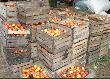 Znajomy da� mi znac ,�e ma troch� jab�ek na szarlotk� dla dzik�w  ;-) zabrali�my tyle ile w busa si� zmie�ci�o :-)