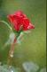 
....w�r�d mgie�, czerwie�  r�  z zieleni si� wy�ania...