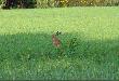 Niby dziki ale jako� ma�o p�ochliwy :)))
