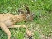 porusza� si� na 3 cewkach a lewa przednia by�a mocno ranna z oznakami gangreny
