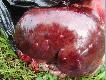 takie plamy  na w�trobie jeden z powodu oddania do skupu. co to mo�e by� ja podejrzewam motylice...