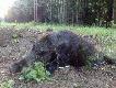 Po walnym zebraniu wybra�em si� w �owisko. Po wieczornej zasiadce przespa�em si� w super niewygodnym aucie, a nad ranem w��czy�em si� po lesie. Efekt wida� na zdj�ciu. Pojedynka strzeli�em gdy  przechodzi� "pod napi�ciem". 