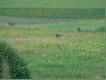 Tutaj jeszcze �ywy odleg�o�� w tej chwili oko�o 350 m. Rozpoczynam podch�d...