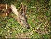 �wi�ty Hubert podarzy� i oto pierwszy rogacz w tym sezonie.