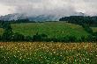 Magurski Park Narodowy. Jedna z mleczarni na Podkarpaciu sprzedaje mleko i serek od kr�w pas�cych si� w parku. Sprzedaje pono� g��wnie do NIemiec i do Warszawy:-)
