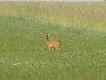 ma�e musia�y by� w �ycie wiem ze ma dwa bo widzia�em j� tam ju� nie raz z dwoma ko�l�tami