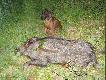 Tu ju� ,,wyciszony,, Poszarpa� ,poszczeka� -my�l� �e jest zadowolony :) 