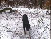  nie by�o dzik�w na n�cisku.. wi�c Figa troszke smutna...