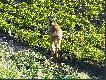 Miniony weekend sp�dzi�em pokojowo...mia�em kilka rogaczy, ale niestety same reproduktory..nawet ten , kt�ry mia� mnie w d...e nie nadawa� si� do odstrza�u. Ale tak ma by� najwa�niejszy jest kontakt z natur�.
