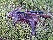 Poranny podch�d, przelatek �e�ski 32kg wy�uskany z watahy oko�o 20szt. Kniej�wka merkel B3, kaliber 8x57JRS, kula Norma Alaska 12,7gr. Amunicja bardzo dobra, polecam. 