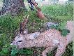 Wid�ak, wiek 4 lata, strzelony z podchodu o poranku.