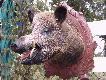 Sus scrofa