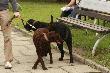 Curly Coated Retriever 