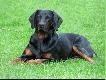 CAR Czarny Tulipan - Go�czy Polski