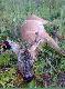 Ciekawa forma parostk�w.