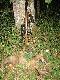 Lis do bada� monitoringowych. �u�awy Obw76