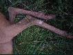 Na tylnych cewkach mia� bia�e plamki.