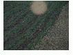 10.07.09 wsp�lny wypad na dziczka. Lisek wyszed� nam na odl. 15 krok�w 