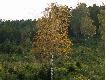 Wiecz�r w oczekiwaniu na dziki. Foto B. Pe�diak
