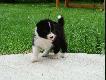 dzie� 29