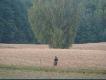 11.08.2008wp�lnie sp�dzae chwile z ojcem w lesie pozostawiaj� wspania�e przezycia