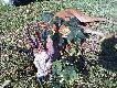 Rogacz upolowany przez mojego brata. Waga tuszy 20kg. Wiek 10-11 lat. Polowa� na niego od dw�ch sezon�w. W poprzednim strzla� ale nie celnie. My�l� ze powinien opisa� ca�� historie z tym rogaczem bo jak najbardziej nadaje sie na opowiadanie. PS jak zobaczy�em fotke jak m�j brat wygl�da� na koniec podchodu tego rogacza to o ma�o ze smiechu nie p�k�em... tyle b�ota mia� na sobie �e szok:)