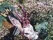 Rogacz upolowany przez mojego brata. Waga tuszy 20kg. Wiek 10-11 lat. Polowa� na niego od dw�ch sezon�w. W poprzednim strzla� ale nie celnie. My�l� ze powinien opisa� ca�� historie z tym rogaczem bo jak najbardziej nadaje sie na opowiadanie. PS jak zobaczy�em fotke jak m�j brat wygl�da� na koniec podchodu tego rogacza to o ma�o ze smiechu nie p�k�em... tyle b�ota mia� na sobie �e szok:)