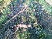 Dzisiejsze ranne wyj�cie. Jeden spotkany na �ciernisku i jeden na rozk�adzie. Odleg�o�� oko�o 180m, strza� z pastora�u. Savage 12FV, kal 223Rem. Kula Sierra 63gr w�asna elaboracja. Luneta IOR 4-14x56, krzy� HR5.  Bro� stworzona do polwa� na lisy na maksymalnym dystansie.